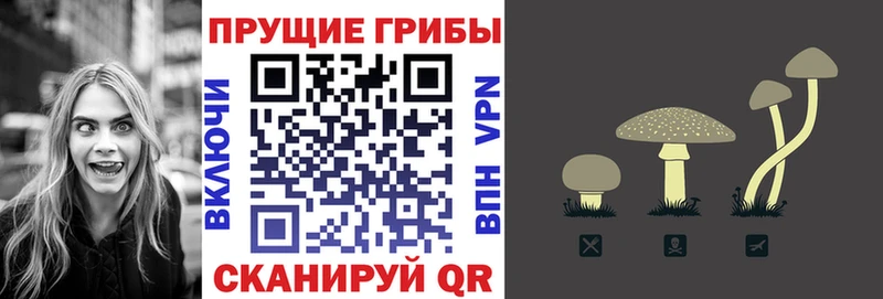 Галлюциногенные грибы Psilocybine cubensis  Сосновый Бор 